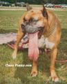 chien